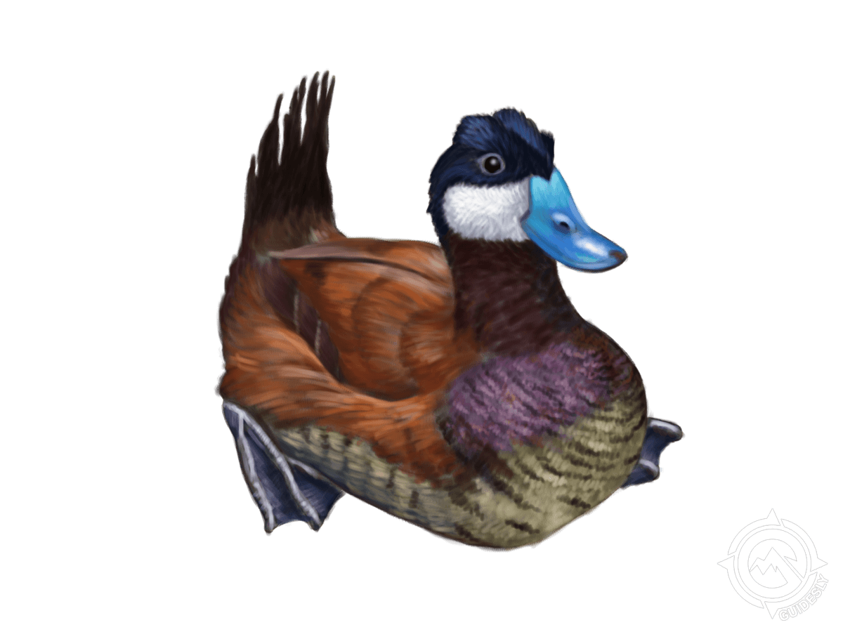 Ruddy Duck